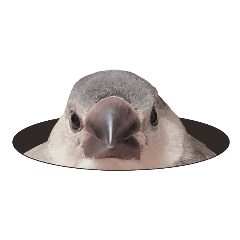 桜文鳥のまめもち