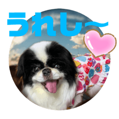 tulip46_20210113234722