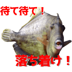 正面を向いた魚達と鳥が語りかけてくる Line スタンプ Line Store 正面を向いた魚達と鳥が語りかけてくる Line スタンプ Line Store
