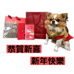 Cube chihuahua 2來拜年