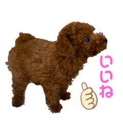 Reo's Daily Life 2021