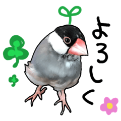 Java sparrow sticker - Pii chan