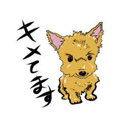 Yorkshire terrier Sticker 1