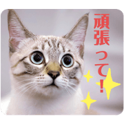 nitoyon_20210114201601