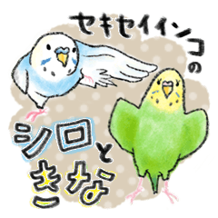 Sekisei parakeet's Shiro and Kina