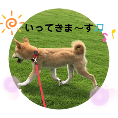 柴犬ふくの日常スタンプ第2弾 Lineクリエイターズスタンプ Stamplist 柴犬ふくの日常スタンプ第2弾 Lineクリエイターズスタンプ Stamplist