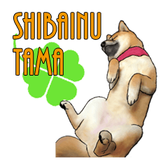 Shiba Inu Tama 2 ~English~