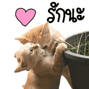 Lovely Cat & Dog