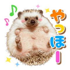 Chubby hedgehog