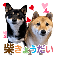 My Shiba's