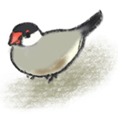 Java sparrow Sticker
