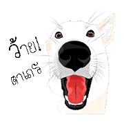Cool Dog