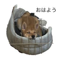 KAITO_20210116083035