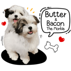 Butter & Bacon The Morkie