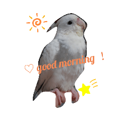 Oreo & Baby 玄鳳鸚鵡的日常