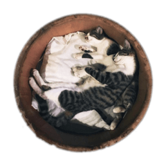 suiyou_20210116141040