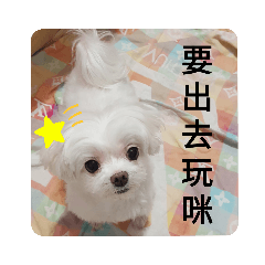 邱家三犬寶貝們