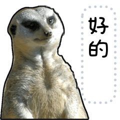 meerkat message stickers (chinese ver.)