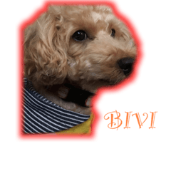 Bivi of the toypoodle2