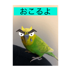 mochi_20210116155237