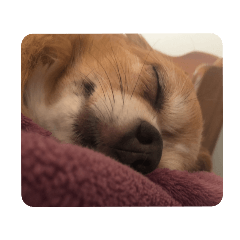 Mo_2021011618415157588