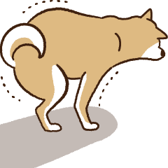 Shiba dog MAME (The dog which moves!)