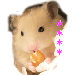 Lovely hamster Chan Custom taiwan