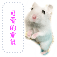 Lovely hamster Chan Mess taiwan 2