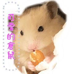 Lovely hamster Chan Mess taiwan