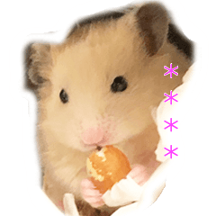 Lovely hamster Chan Custom