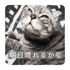 Kchan300