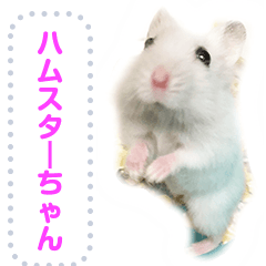 Lovely hamster Chan Mess2