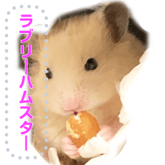 Lovely hamster Chan Mess