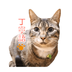 Brown tabby cat Sticker