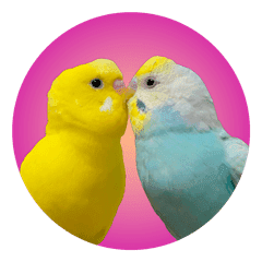 セキセイインコのぴよちゃんときんたろう Line スタンプ Line Store セキセイインコのぴよちゃんときんたろう Line スタンプ Line Store