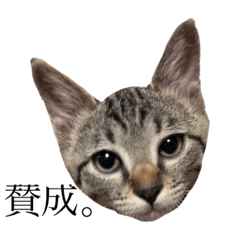 nozomi_20210116233018