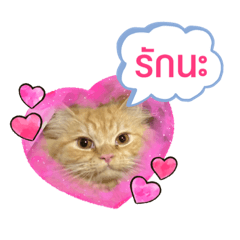 เจ้านูนู่แมวส้มตัวน้อย