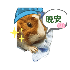 天竺鼠：）玉蜀黍