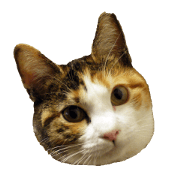 The Cats Feelings