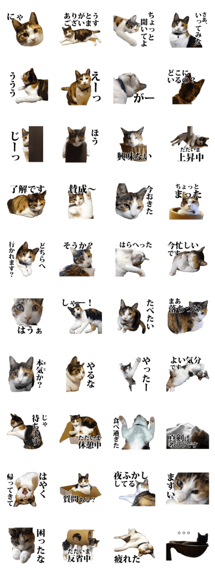The Cats Feelings