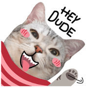 Allday Cat