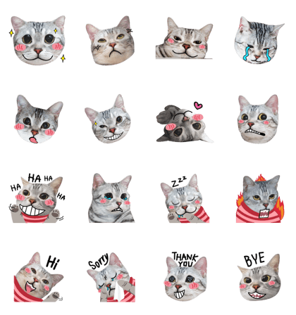 Allday Cat