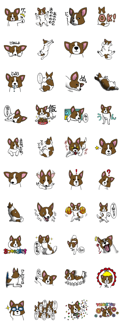 Papillon Haru