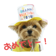 yorkie lovely maruthubu