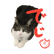 cat is deji