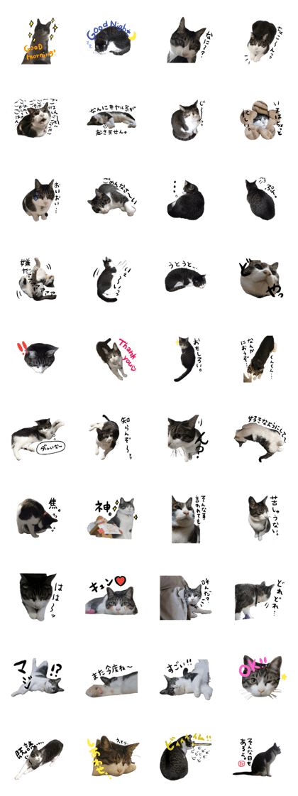 cat is deji