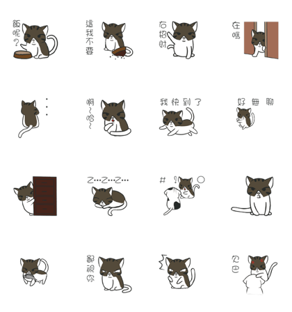 stray cat Fei Fei