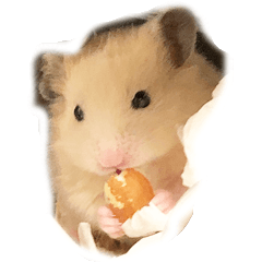 Lovely hamster Chan