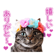 KNO thank you Sticker
