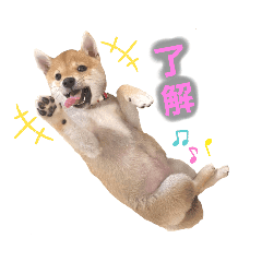 柴犬ラムちゃん Line スタンプ Line Store 柴犬ラムちゃん Line スタンプ Line Store